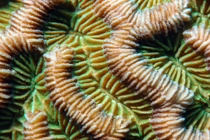 Mazarin macro sep2007_1.jpg